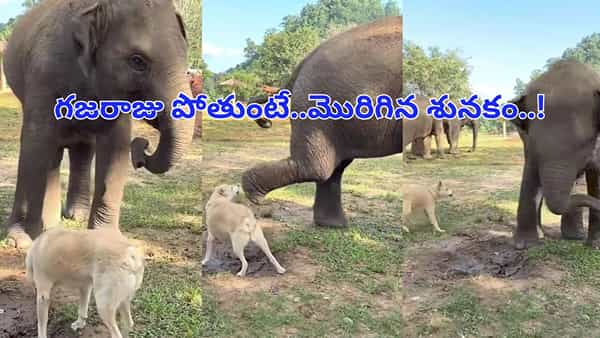 గజరాజు పోతుంటే..మొరిగిన శునకం..! ఎగిరితంతే ఏమైందో చూడండి..