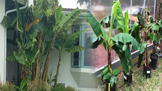 Sankata Hara Chaturthi: ఇది అత్యంత అరుదైన రోజు.. అడ్డంకులు, అప్పుల బాధలు తొలగాలంటే..?