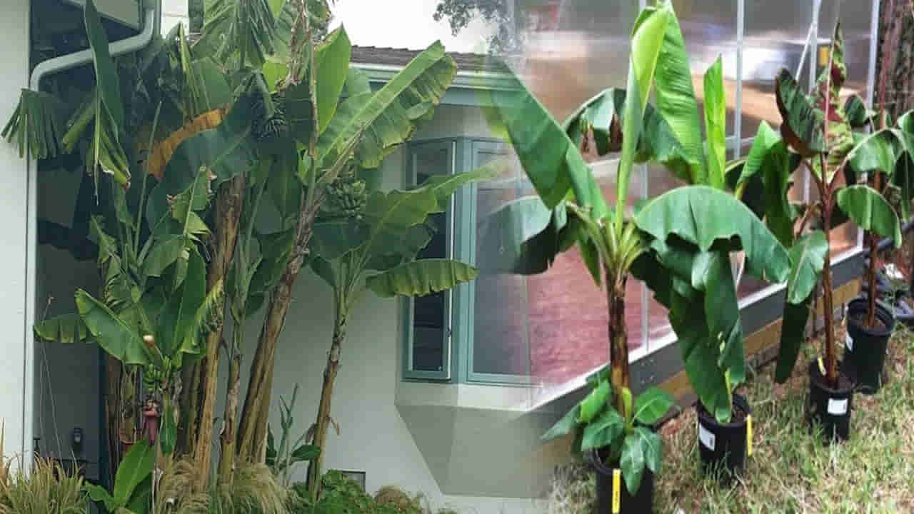 అరటి చెట్టును ఇంట్లో ఈ మూలలో నాటితే మీకు డబ్బే డబ్బు.. పొరపాటు చేశారో తిప్పలు తప్పవు..