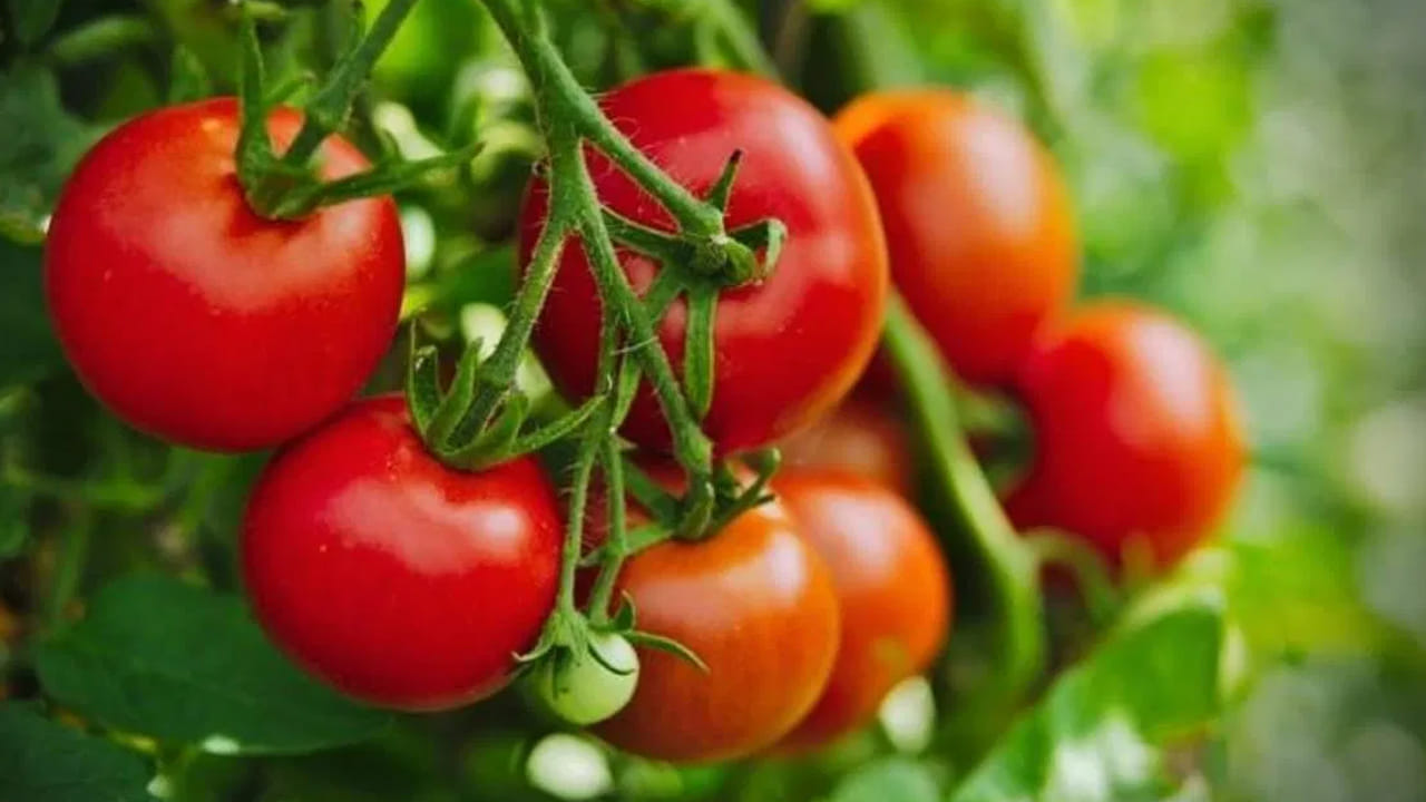 మజ్జిగ పులుసు, కడి లేదా పెరుగుతో చేసే స్పెషల్ గ్రేవీల్లో ఇప్పటికే పెరుగు రూపంలో పులుపు ఉంటుంది. దీనికి మళ్లీ టమాటాలు జత చేస్తే పులుపు మోతాదు మించిపోయి తినడానికి ఇబ్బందిగా మారుతుంది. పెరుగు వాడే వంటల్లో టమోటాను నివారించడమే మేలు.