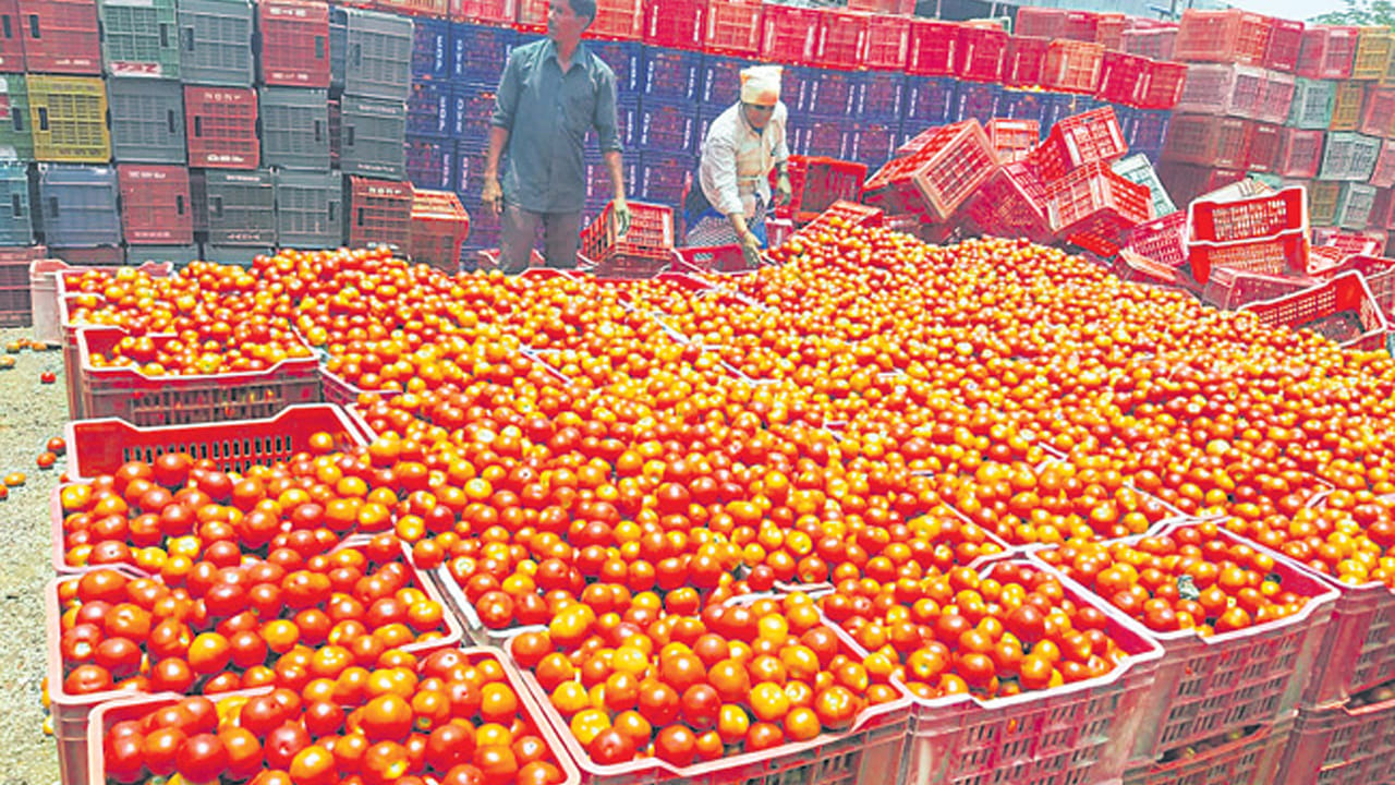 హైదరాబాద్‌లో టమాటా ధర భారీగా తగ్గి పండగ వేళ ప్రజలకు ఊరట కలిగించింది. ఏ కూర వండుకోవాలన్నా టామాటాలు అవసరమే. దాదాపు అన్నీ కూరల్లోకి టామాటో ఉపయోగిస్తారు. దీంతో వంటింట్లో ఎప్పుడూ టామాటాలు ఉండాల్సిందే. మొన్నటివరు ఏకంగా కేజీ రూ.40 నుంచి రూ.50 వరకు పలికిన టమాటాలు ప్రస్తుతం తగ్గాయి.