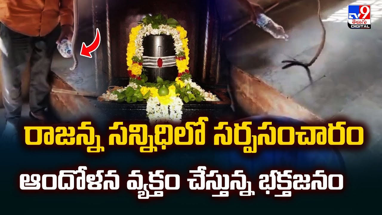 వేముల వాడ ఆలయంలో నాగు పాము ప్రత్యేక్షం.. భయం భయంగా భక్తులు