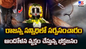 వేముల వాడ ఆలయంలో నాగు పాము ప్రత్యేక్షం.. భయం భయంగా భక్తులు