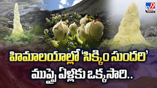 పండగపూట భగ్గుమంటున్న చికెన్‌, మటన్‌ ధరలు