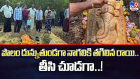 పొలం దున్నుతుండగా నాగలికి తగిలిన రాయి.. తీసి చూడగా..!