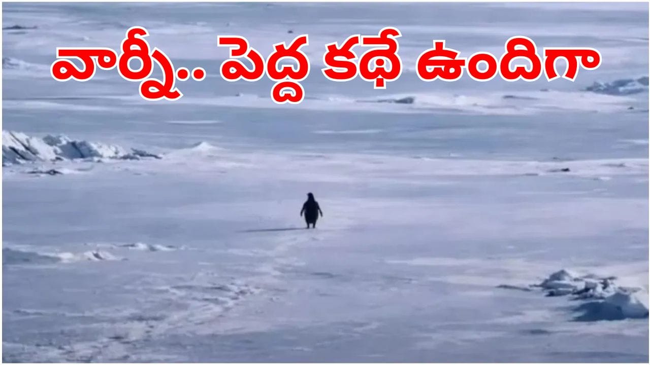 Lonely Penguin: ఇన్‌స్టాలో ట్రెండ్ అవుతున్న పెంగ్విన్ వీడియో.. అది ఒంటరిగా అన్ని కిలోమీటర్లు ఎందుకు నడిచింది!