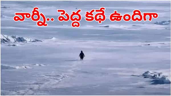 Lonely Penguin: ఇన్స్టాలో ట్రెండ్ అవుతున్న పెంగ్విన్ వీడియో.. అది ఒంటరిగా అన్ని కిలోమీటర్లు ఎందుకు నడిచింది!