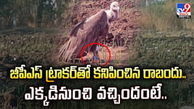 జీపీఎస్ ట్రాకర్‌తో కనిపించిన రాబందు.. ఎక్కడినుంచి వచ్చిందంటే
