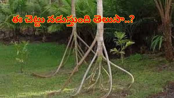 మనిషిలా నడిచే చెట్టు ఉందా..? ప్రకృతి అద్భుతానికి ఆశ్చర్యపోతున్న శాస్త్రవేత్తలు