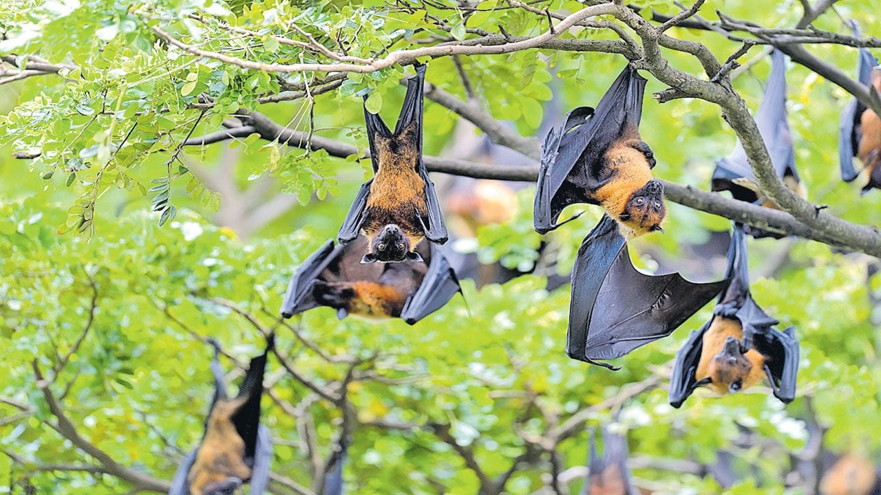 గబ్బిలాలు ఎక్కువగా రాత్రిపూట సంచరిస్తూ ఉంటాయి. పగటిపూట, అవి చెట్లు, గుహలు, పాడుబడిన భవనాలలో తలక్రిందులుగా వేలాడుతూ నిశ్శబ్దంగా ఉంటాయి. ఇవి ఎత్తులో ఉండడం వల్ల భూమిపై నివసించే ఏ ఇతర జీవులు వాటికి హాని కలిగించలేవు.