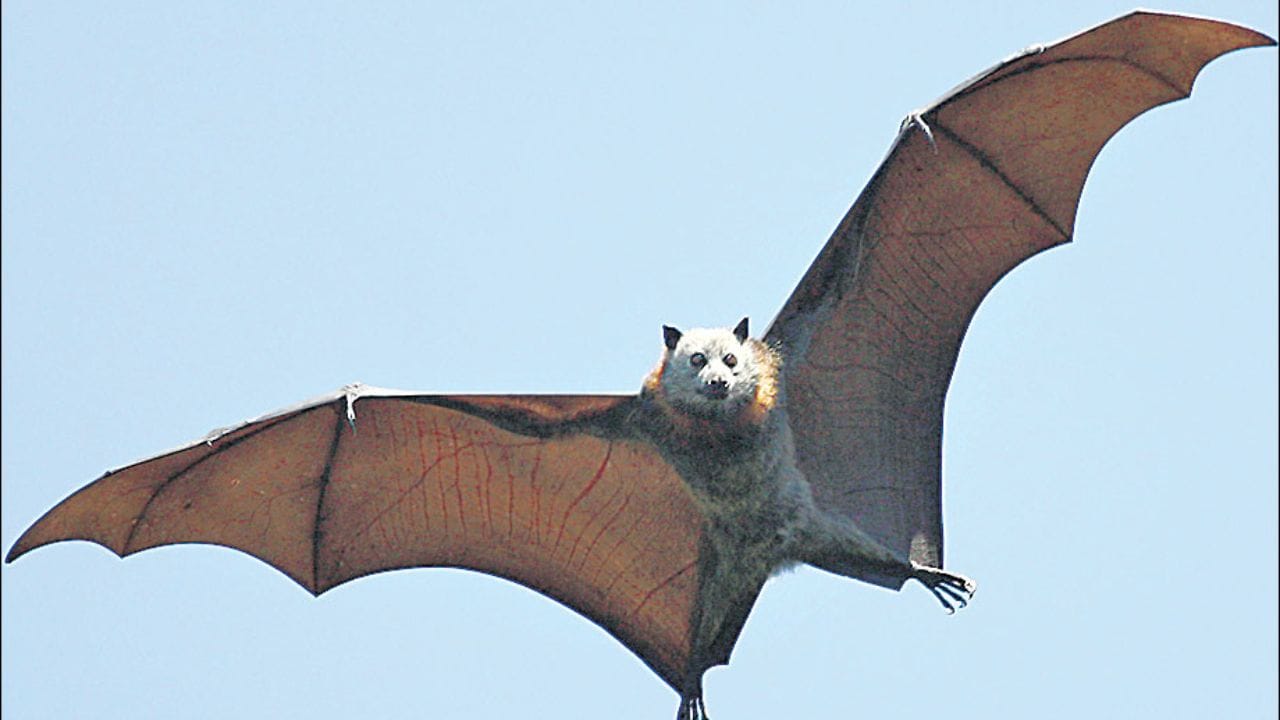 గబ్బిలాల రెక్కలు ఇతర పక్షుల రెక్కల కంటే చాలా భిన్నంగా ఉంటాయి. ఎందుకంటే వీటి రెక్కలకు ఈకలు ఉండవు. అవి గొడుగులా విస్తరించి ఉన్న చర్మంతో నిర్మితమై ఉంటాయి. బొటనవేలు తప్ప మిగతా వేళ్లన్నీ గొడుగులుగా పనిచేస్తాయి. ఇది కేవలం ఒక్క బొటనవేలు సహాయంతోనే ఏ చెట్టు కొమ్మపైనా వేలాడగలదు.