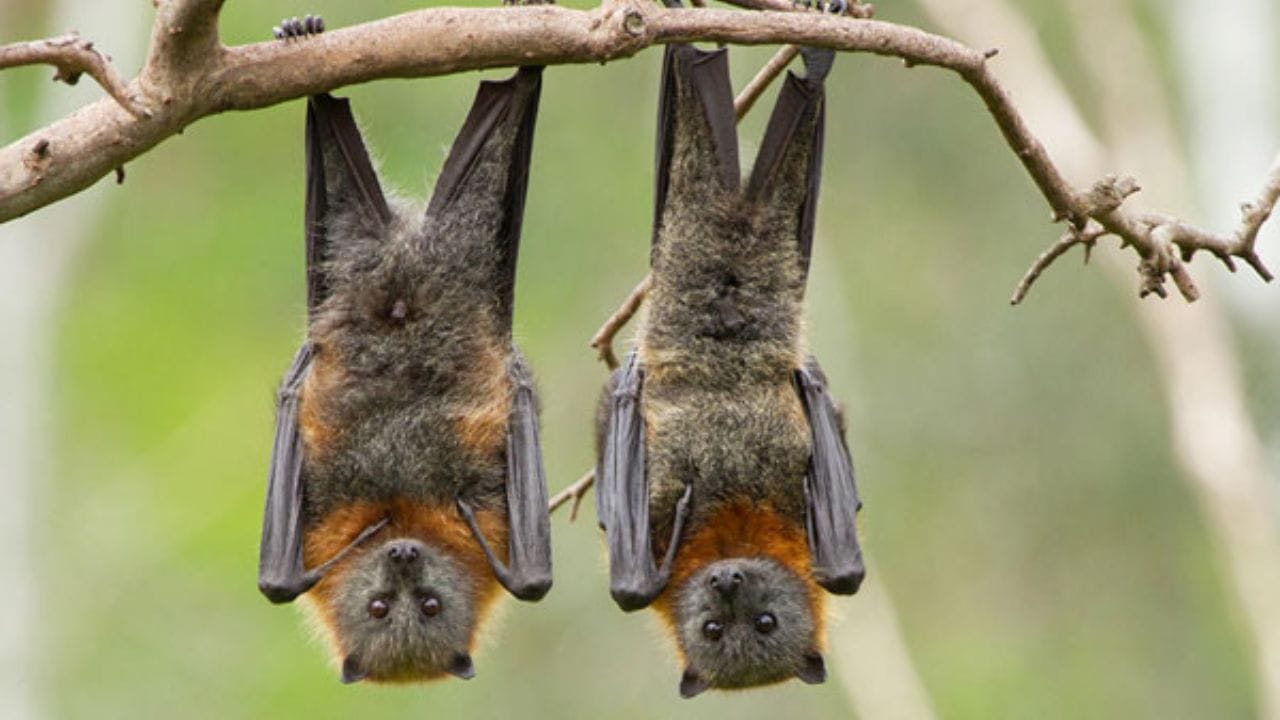 గబ్బిలాలు అన్ని ఇతర పక్షుల కంటే భిన్నంగా ఉంటాయి. అవి పక్షుల మాదిరిగా నేల నుండి నేరుగా ఎగరలేవు. ఎందుకంటే వాటి కాళ్ళు చాలా బలహీనంగా ఉంటాయి. అయినప్పటికీ, వాటికి లాకింగ్ స్నాయువులు ఉంటాయి. వీటి కారణంగానే అవి ఎలాంటి సపోర్ట్ లేకుండా తలక్రిందులుగా వేలాడగలుగుతాయి. 