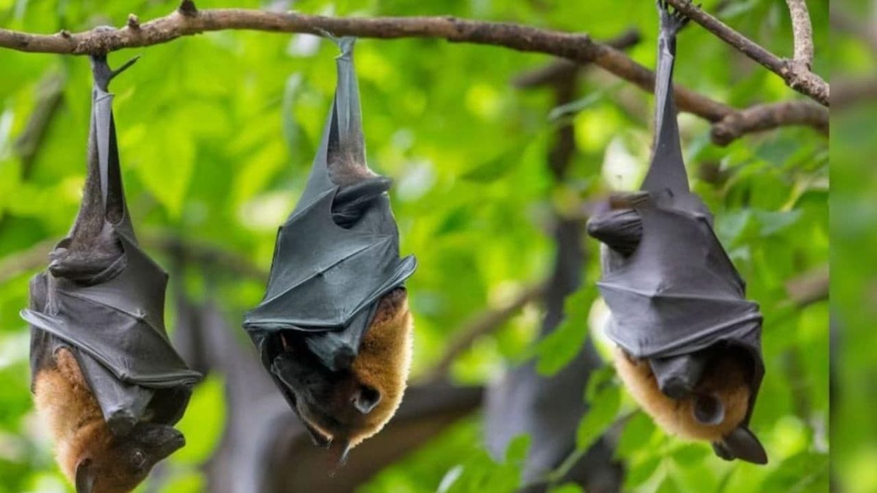 గబ్బలాలు మిగతా పక్షులతో పోల్చుతే కాస్త వింతగా ఉంటాయి. ఇవి తలక్రిందులుగా వేలాడుతూ నిద్రపోతాయి. ఒకే దగ్గర గుంపులుగా, చీకటి నిర్మానుష్య ప్రదేశాల్లో ఎక్కువగా నివసిస్తాయి. అవి తలక్రిందులుగా వేలాడుతూ ఉన్నప్పటికీ, వాటి రక్త ప్రసరణ సజావుగానే జరుగుతుంది. వీటికి ఉన్న మరో ప్రత్యేకత ఏమిటంటే క్షీరదాలలో, గబ్బిలాలు మాత్రమే ఎగరగలవు. అవి గాలిలో ఎగురుతున్నప్పుడు, అవి తమ పిల్లలను కడుపుపై ​​మోసుకెళ్తాయి.