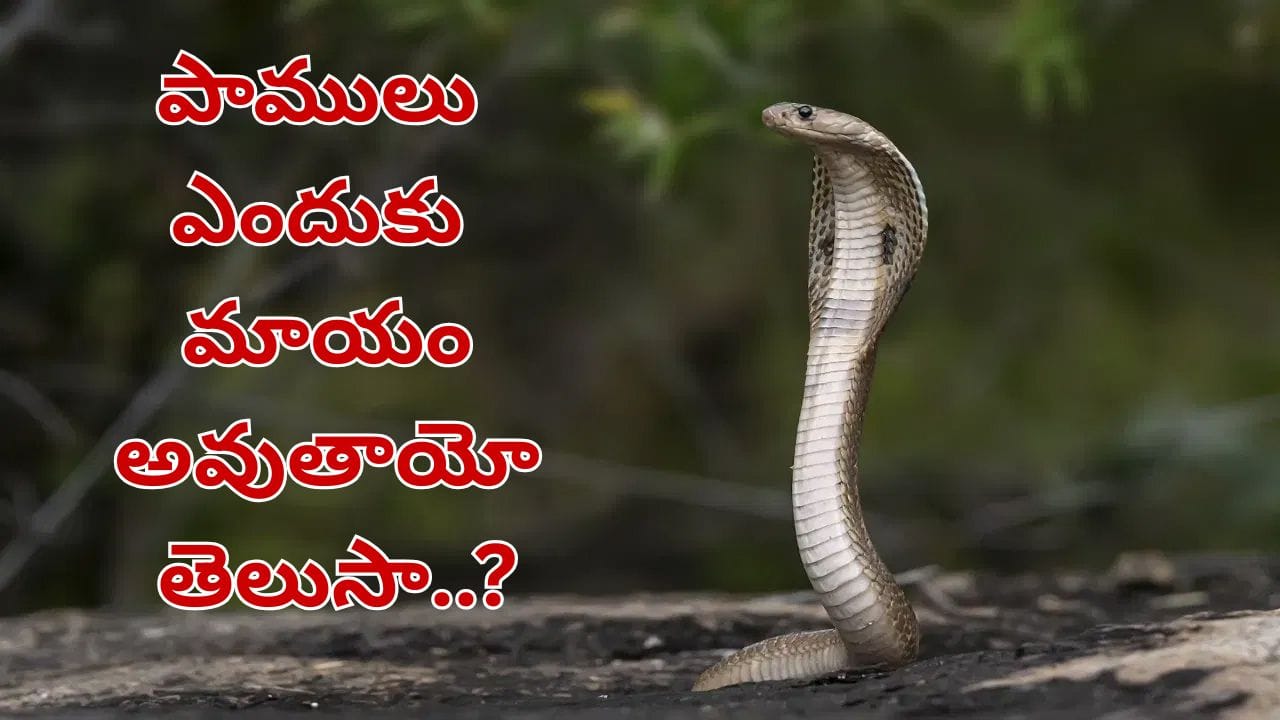Snakes: చలికాలంలో పాములు ఎక్కడికి వెళ్తాయి.. మాయమవడం వెనకున్న రహస్యం ఏంటో తెలుసా..?