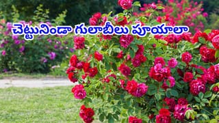 బొద్దింకల సమస్యకు శాశ్వత పరిష్కారం.. ఇలా చేస్తే మళ్లీ కనిపించవు..!