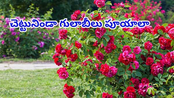 మీ ఇంట్లో గులాబీ మొక్క గుత్తులుగా పూయాలంటే ఈ పని చేయండి..! చెట్టు నిండా పూలే పూలు..