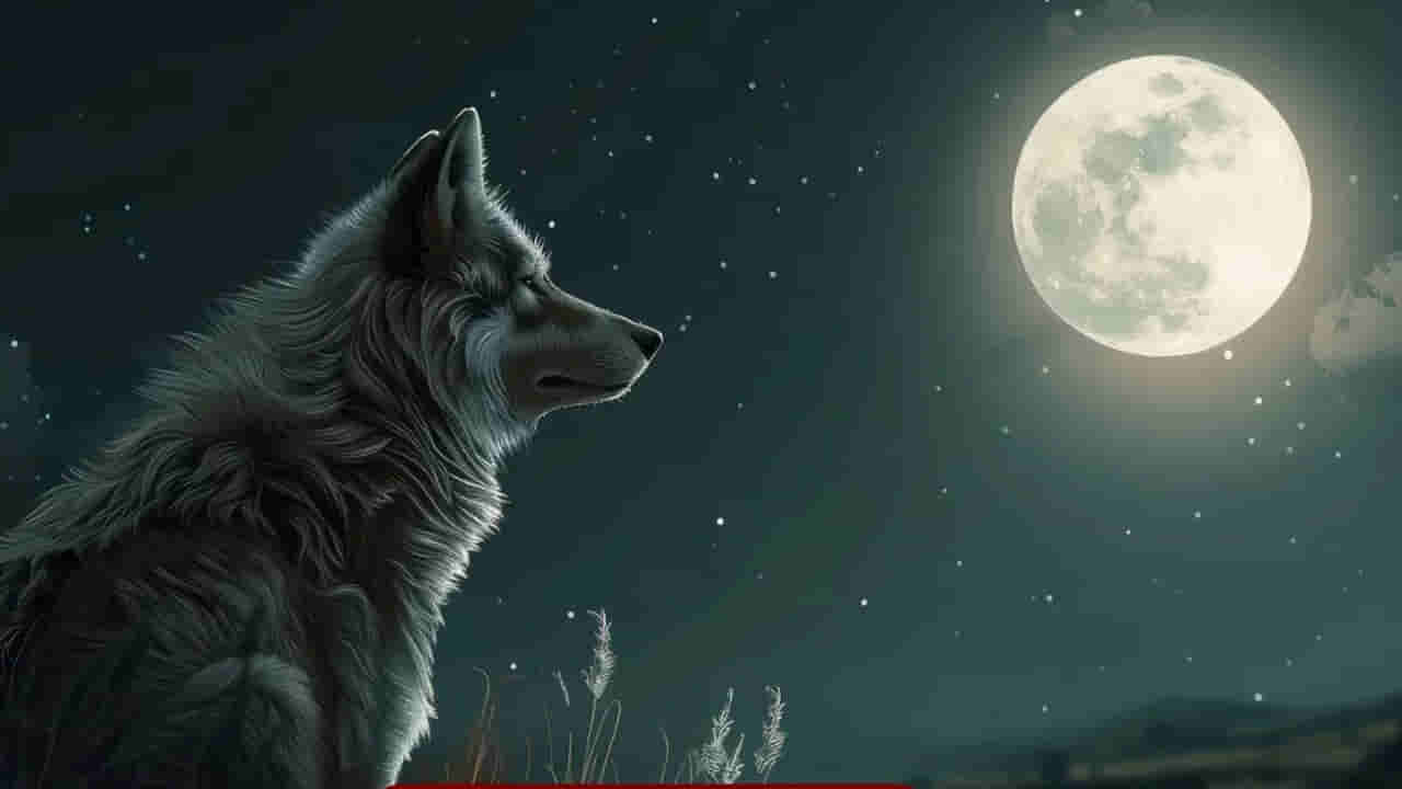 Wolf Moon 2026: ఈరోజు రాత్రి ఆకాశంలో వోల్ఫ్ మూన్.. ఎలా, ఎప్పుడు చూడాలో తెలుసా?