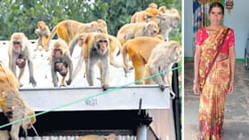 కోతుల గుంపు దాడిలో మహిళ మృతి..