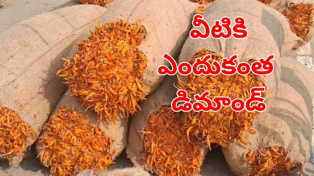 Yellow Chili: పసిడితో పోటీ పడుతున్న పచ్చ మిర్చి.. వీటిని దేనికి వాడుతారు.. ఎందుకంత డిమాండ్!