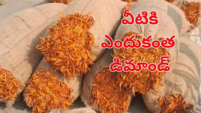 పసిడితో పోటీ పడుతున్న పచ్చ మిర్చి.. వీటికి ఎందుకంత డిమాండ్!