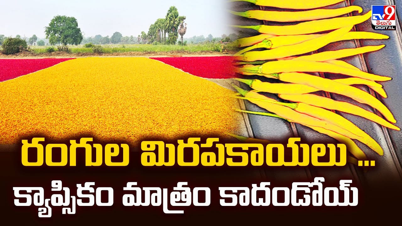 రంగుల మిరపకాయలు .. క్యాప్సికం మాత్రం కాదండోయ్