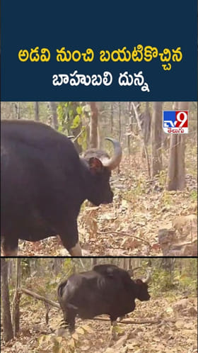 అరుదైన దృశ్యం.. అడవిలో కనిపించిన భారీ దున్న.. ఇదిగో వీడియో
