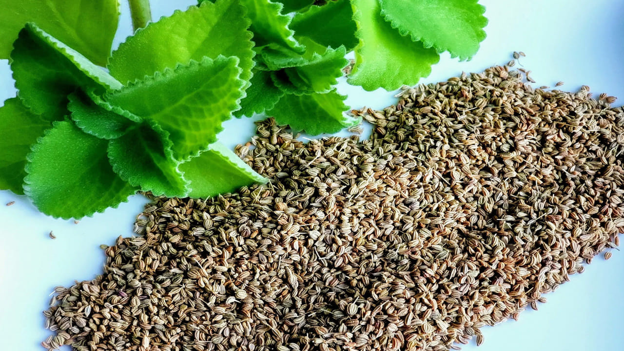 వాము ఆకులు జీర్ణక్రియను మెరుగుపరచడానికి, ఆమ్లతను తగ్గించడానికి, కడుపు సమస్యలను నియంత్రించడానికి సహాయపడతాయని సాంప్రదాయకంగా నమ్ముతారు. వీటిలో విటమిన్ ఎ, సి, సెలీనియం, జింక్ వంటి పోషకాలు పుష్కలంగా ఉంటాయి. ఇవి శరీరానికి మేలు చేస్తాయి.