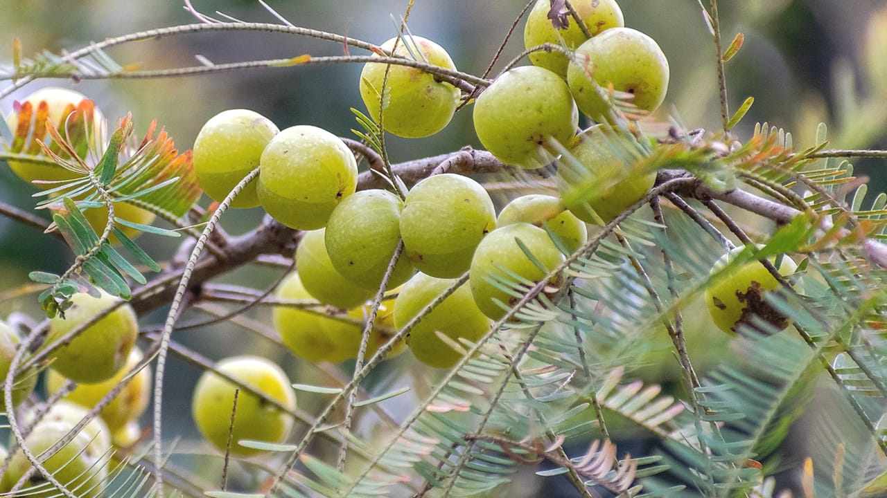 కావాల్సిన పదార్ధాలు : అర కిలో ఉసిరికాయలు, పావు కిలో నూనె, రుచికి సరిపడినంత ఉప్పు , 3 టేబుల్ స్పూన్స్ కారం, ఆవాల పొడి,
మెంతుల పొడి, పసుపు, ఇంగువ.