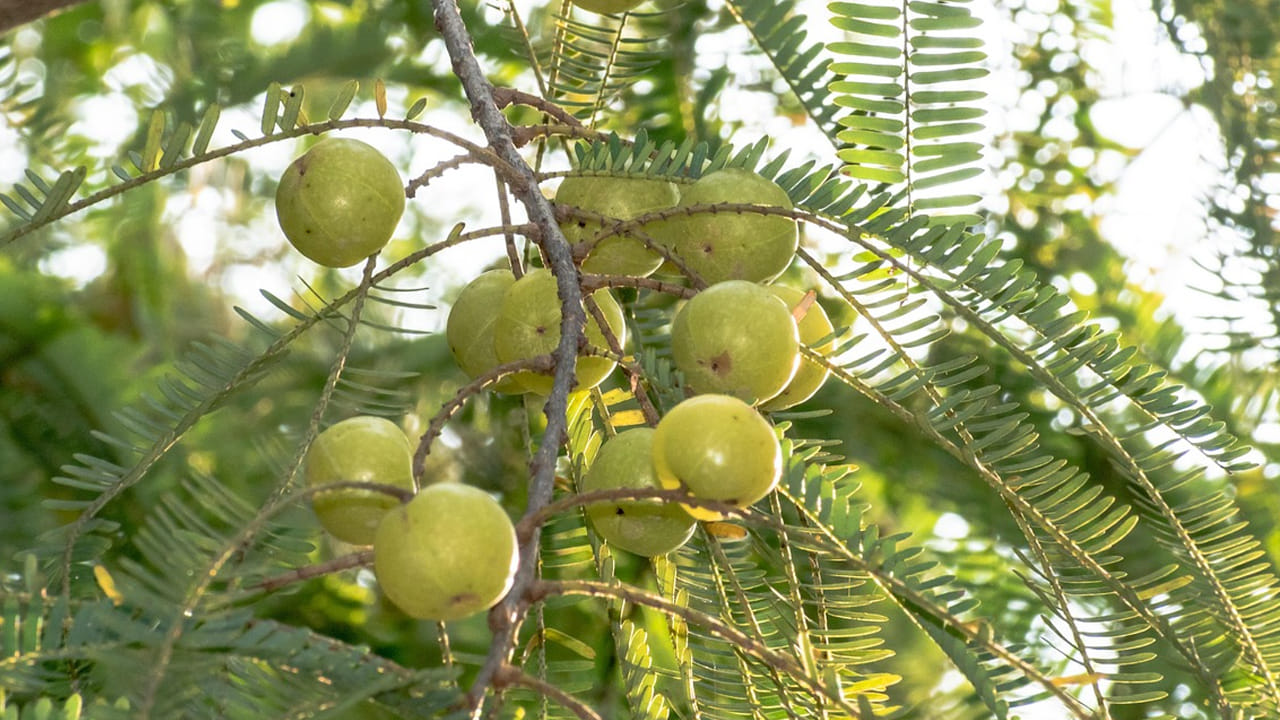 ముందుగా ఉసిరికాయలను శుభ్రం చేసుకుని కడిగి, వాటిని నీటిలో వేసి పసుపు, ఉప్పు వేసి బాగా ఉడికించండి. ఆ తర్వాత ఉడికిన ఉసిరికాయలను తీసుకుని చిన్న ముక్కలుగా కట్ చేసుకోండి.