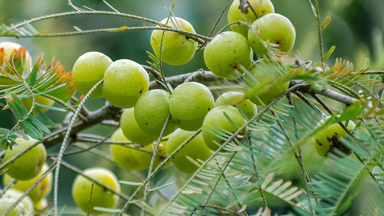 ఇప్పుడు వేరే దానిలో కారం, ఆవాల పొడి, మెంతుల పొడి, ఉప్పు, ఇంగువను వేసుకుని బాగా కలుపుకోండి. ఇక ఇప్పుడు ఈ మిశ్రమంలో ఉడికించిన ఉసిరి ముక్కలను వేసి బాగా కలుపుకోవాలి.