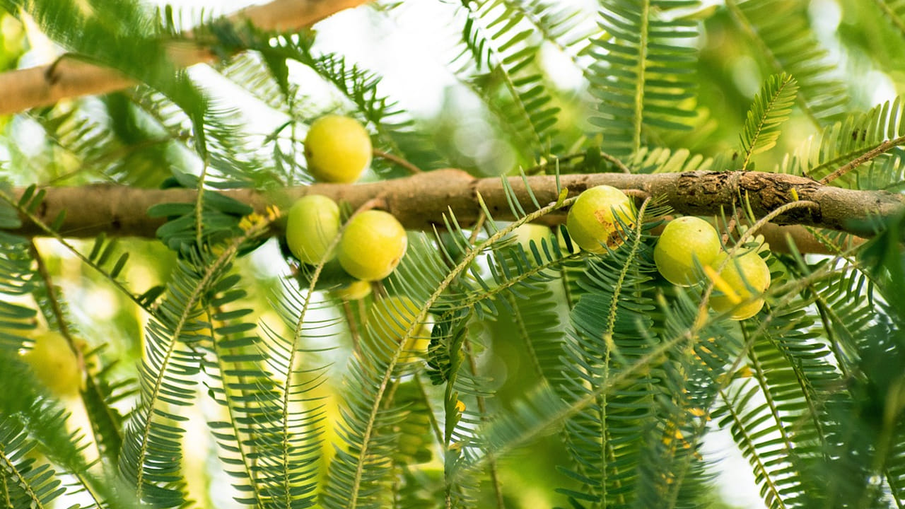 Amla 6