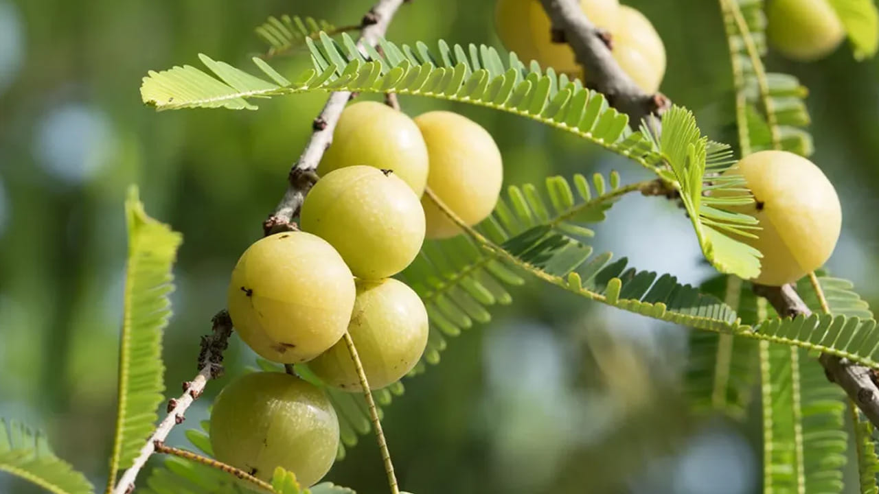 ఉసిరి చేసే మేలు ఇంకేది కూడా చేయదు. ఇది మనల్ని ఆరోగ్యంగా ఉంచడమే కాకుండా.. జుట్టు సంరక్షణలో కూడా ఇది కీలక పాత్ర పోషిస్తుంది. అలాగే, దీనిలో సి విటమిన్ ఉంటుంది.