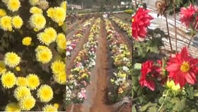 ఓవైపు మంచు, మరోవైపు పూలవనాలు.. చూడ్డానికి రెండు కళ్లు చాలవంతే!