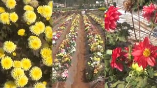 Andhra: వాహనాల హెడ్‌లైట్లు పడడంతో మెరుస్తూ కనిపించింది.. దగ్గరికి వెళ్లగా