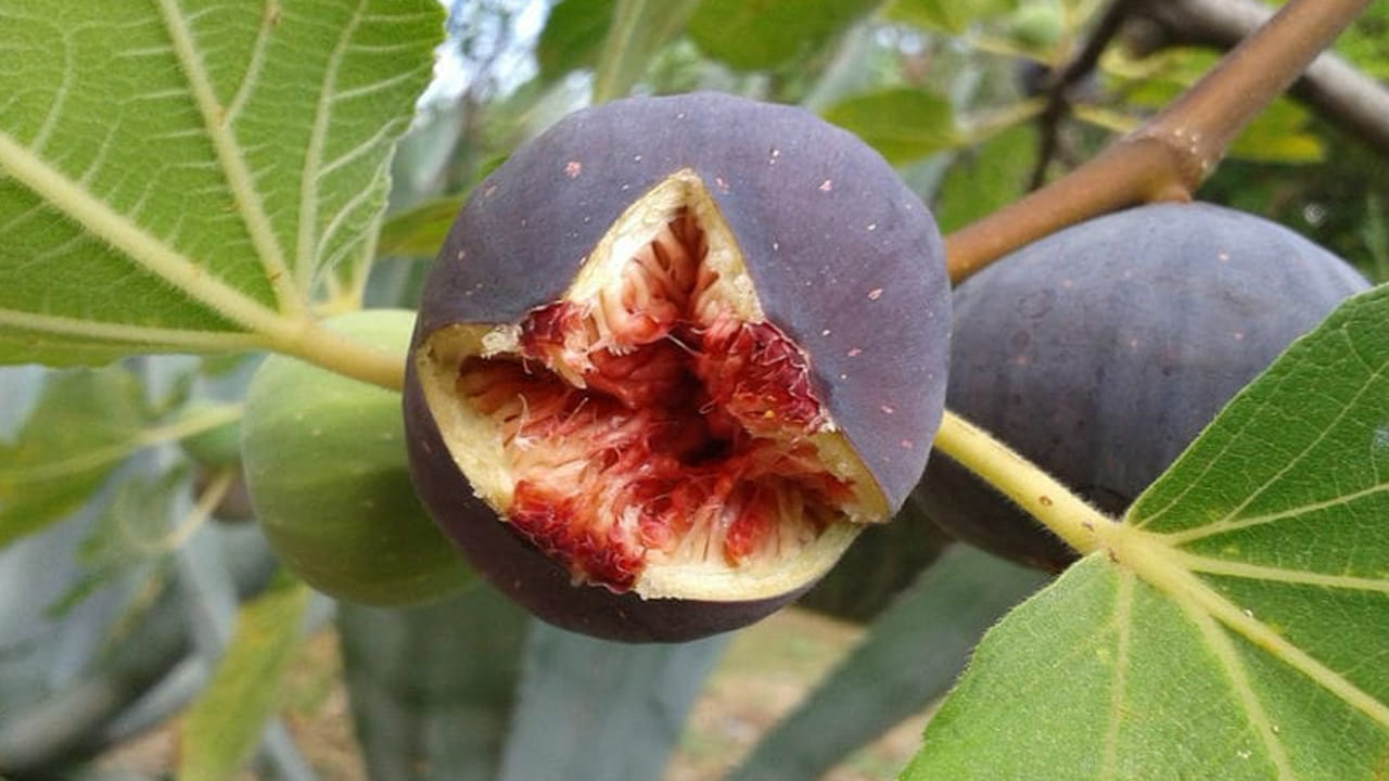 అయితే కొంత మంది అసలు అంజీర్ పండులో నిజంగానే పురుగులు ఉంటాయా అనే డౌట్ ఉంటుంది. అయితే ఇందులో నిజంగానే పురుగులు ఉంటాయంట. ఇది కాయగా ఉన్నప్పుడు పురుగులు ఉండవు కానీ, పండుగా మారిన తర్వాత ఇందులో పురుగులు ఉంటాయంట. దానికి ముఖ్య కారణం ఈ పండు స్వీట్ నెస్.