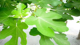 మిల్లెట్స్ తో ఎలాంటి సమస్యలైన తరిమికొట్టచ్చని తెలుసా?