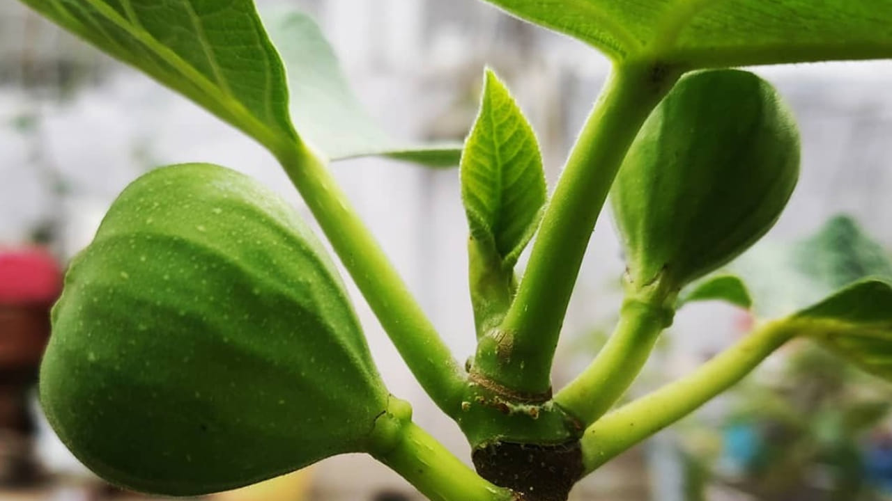 ఈ ఆకుల్లో క్యాల్షియం ఉంటుంది. ఇది ఎముకలను బలపరుస్తుంది. మీ ఎముకలు దృఢంగా ఉండాలంటే అంజీర టీని మీ ఆహారంలో తప్పని సరిగా చేర్చుకోవాలి. ఇది ఎముకలతో పాటు దంతాలను సైతం బలపరుస్తుంది.