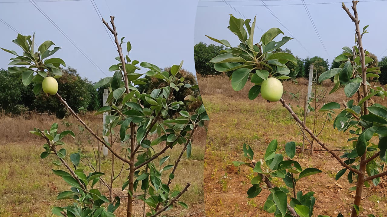 Apple Farming: వారెవ్వా క్యా సీన్‌ హై.. ఏపీలోని బీడు భూముల్లో కాశ్మీర్‌ ఆపిల్‌.. పండిన రైతు పంట..