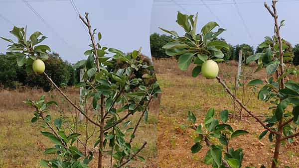Apple Farming: వారెవ్వా క్యా సీన్ హై.. ఏపీలోని బీడు భూముల్లో కాశ్మీర్ ఆపిల్.. పండిన రైతు పంట..