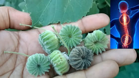 రోడ్ల పక్కన కనిపిస్తుందని ఇది పిచ్చి మొక్క అనుకుంటున్నారా..?