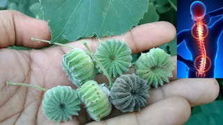 Colour Chicks: ఈ రంగురంగుల కోడి పిల్లల్ని చనిపోకుండా పెంచడం ఎలా..? ఇలా చేయండి