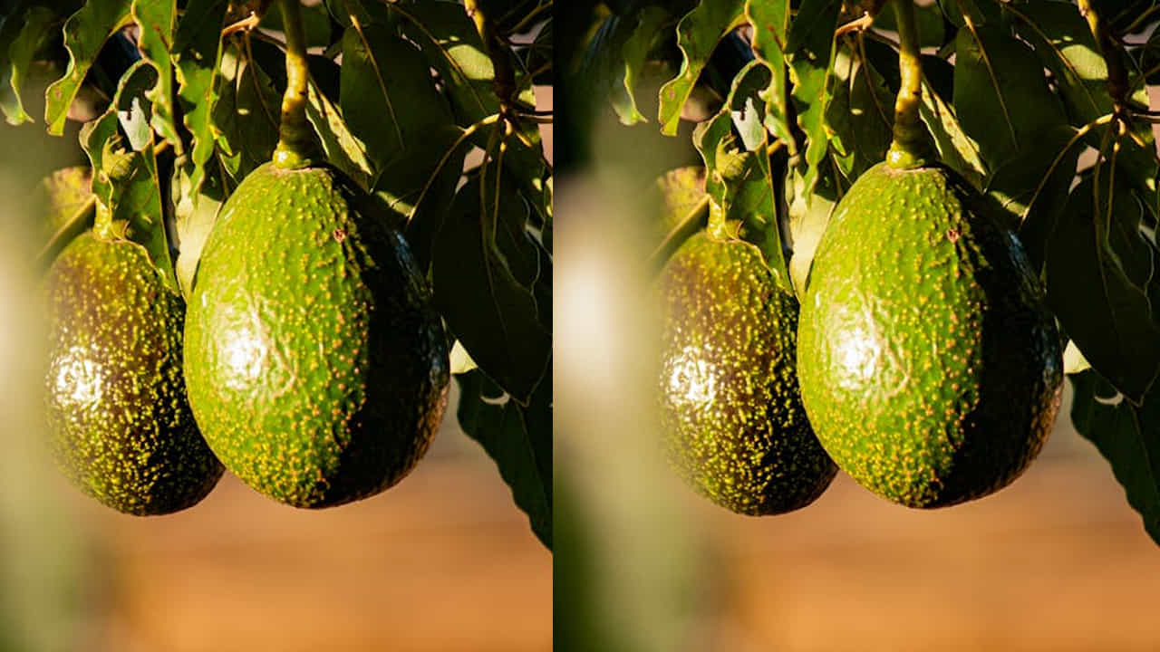 మలబద్ధకం : జీర్ణ సంబంధిత సమస్యలతో ఇబ్బంది పడేవారు అవకాడోను తినకపోవడమే మంచిది. తింటే కడుపు నొప్పి వచ్చే అవకాశం ఉంది.