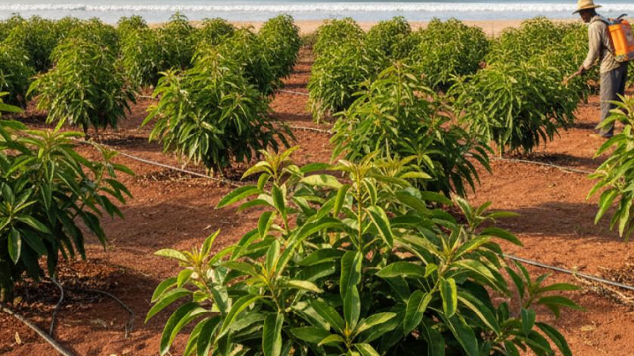 Farming: ఈ పంట వేస్తే మీకు కాసుల పంటే.. పెట్టుబడి చాలా అంటే చాలా తక్కువ.. రాబడి మాత్రం..