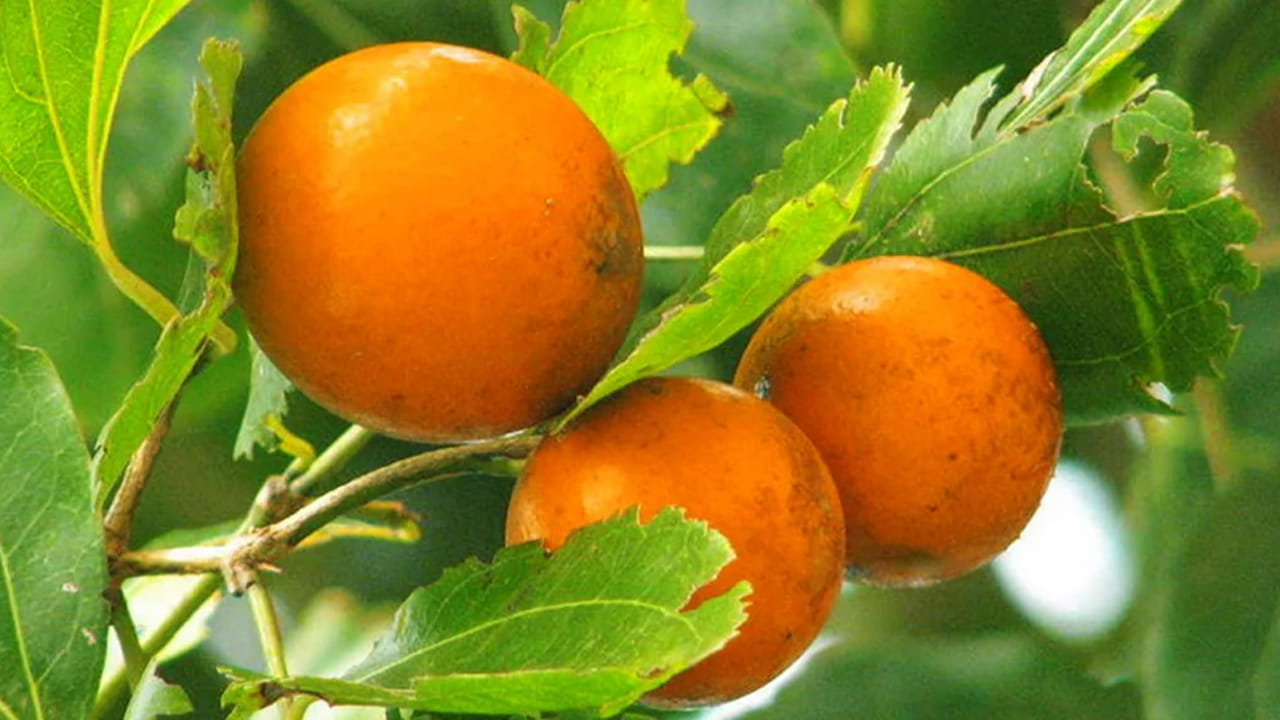 వాటిలో ముషిణి గింజలు కూడా ఒకటి. వీటిని మనం 'విషముష్టి' అని పిలుస్తాము. ఇవి డేంజర్ కానీ, మంచిగా క్లీన్ చేస్తే దీనికి మించిన ఔషధం ఎక్కడా దొరకదని
నిపుణులు చెబుతున్నారు.