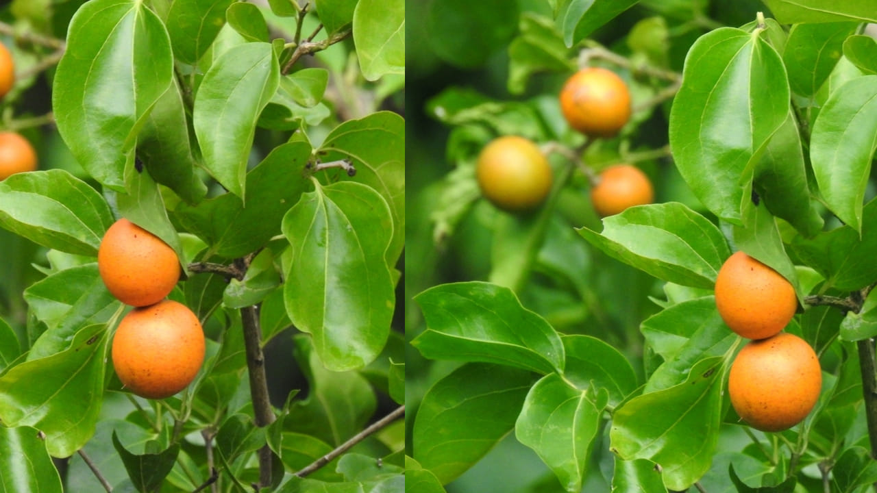 అయితే ఇక్కడ తెలుసుకోవాల్సిన ముఖ్య విషయం ఏంటంటే.. ఈ ముషిణి గింజలను డైరెక్ట్ గా అస్సలు తినకండి. చాలా డేంజర్. వీటిని పచ్చిగా అస్సలు తినకూడదు. ఆయుర్వేద నిపుణుల పర్యవేక్షణలో మాత్రమే వీటిని వాడాలి. అలా అని మోతాదుకి మించి వాడకూడదు. (NOTE: ఇందులోని అంశాలు కేవలం అవగాహన కోసం మాత్రమే. నిపుణులు అందించిన సమాచారం ప్రకారం ఇక్కడ తెలియజేయడమైనది. ఆరోగ్యరీత్యా ఎలాంటి సమస్యలు ఉన్నానేరుగా వైద్య నిపుణులను సంప్రదించడం మంచిది)