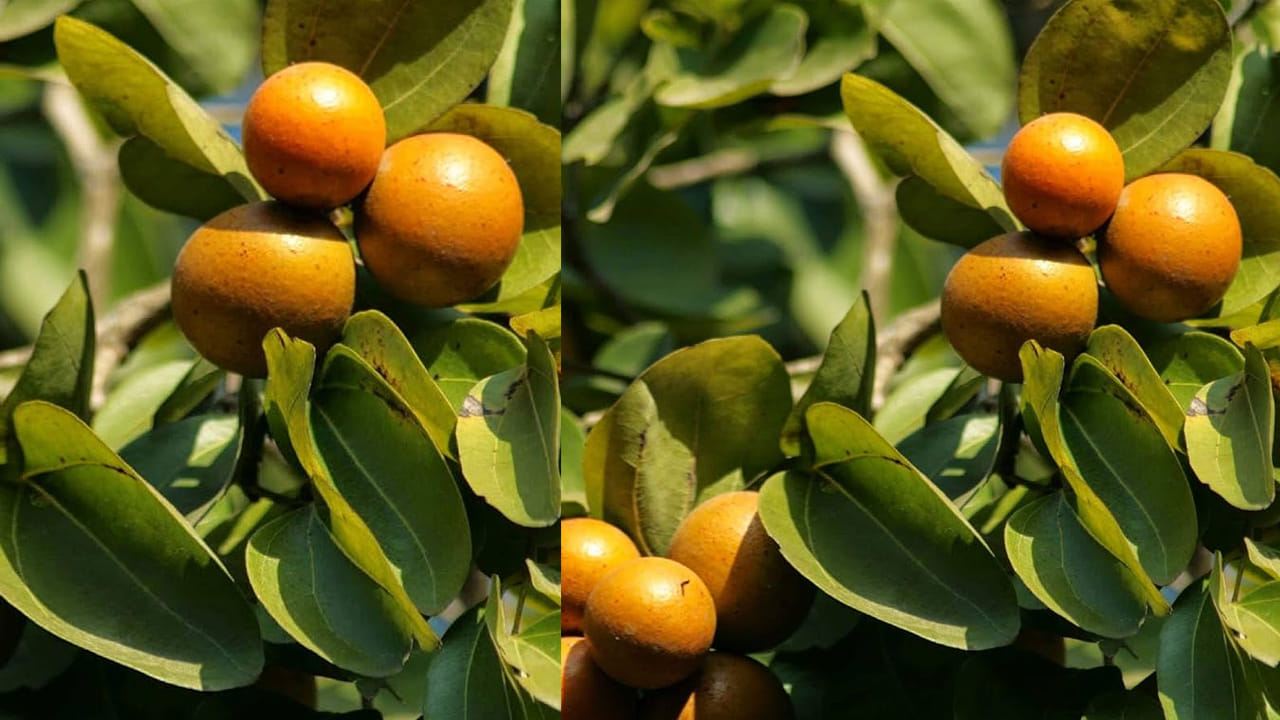 ప్రకృతిలో పెరిగే ప్రతి మొక్క ఏదోక వ్యాధిని తగ్గించగలవు. కొన్ని మనల్ని కాపాడతాయి. మరికొన్ని విషపూరితంగా ఉంటాయి. అయితే, ఎంతటి విషాన్ని అయినా
మార్చే శక్తీ ఆయుర్వేదానికి మాత్రమే ఉంది.