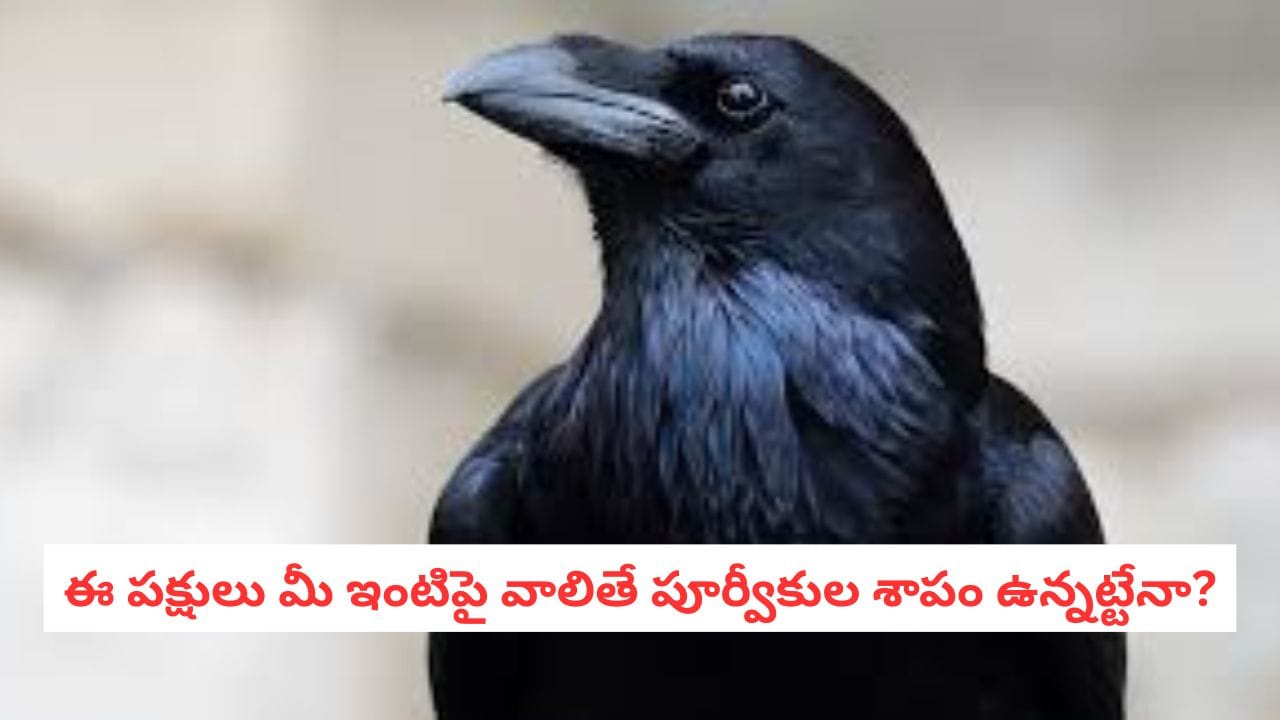 Shakuna Shastra: మీ ఇంటిపై ఈ పక్షులు వాలుతున్నాయా? జాగ్రత్త.. అది పూర్వీకుల ఆగ్రహానికి సంకేతం కావచ్చు!