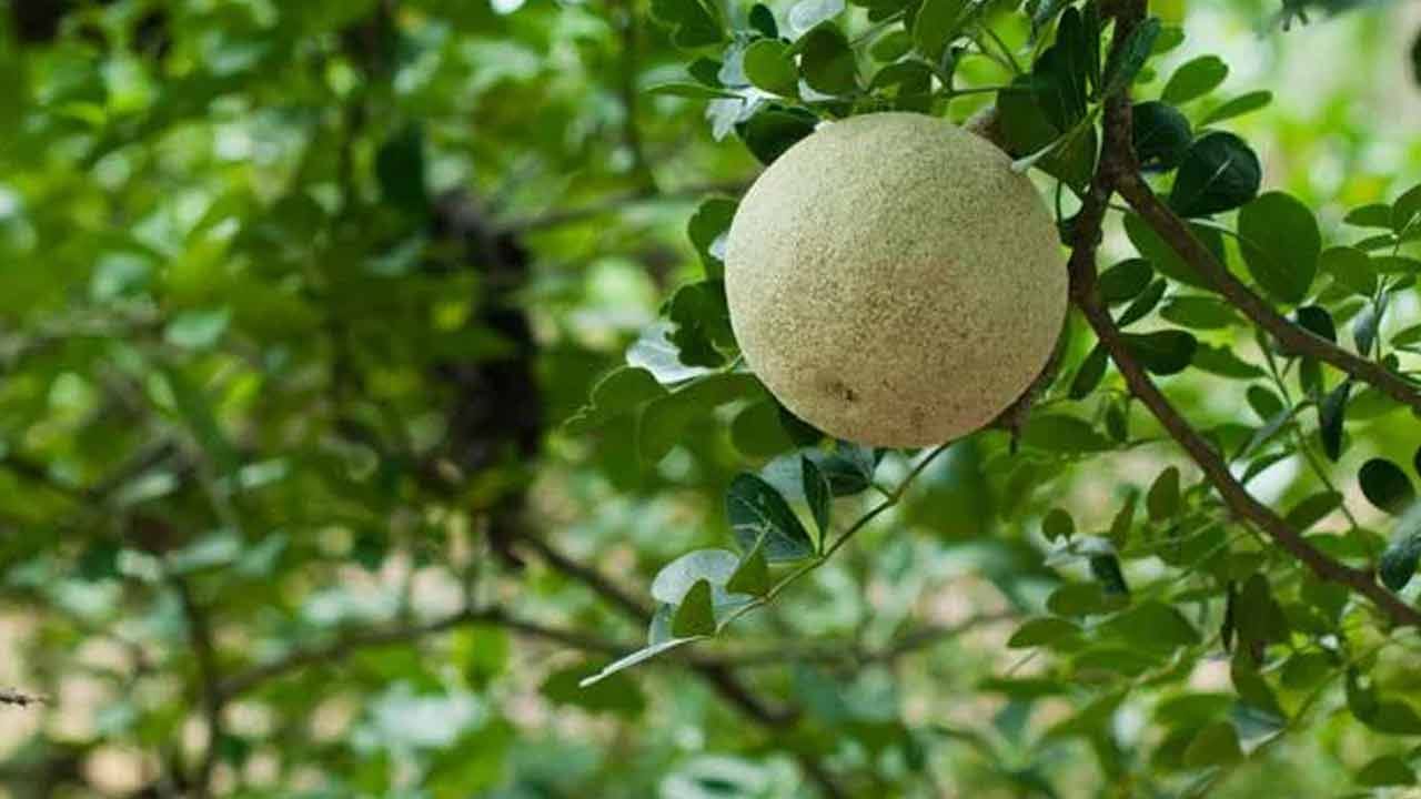 బేల్ ఆకులలో కాల్షియం, ఫైబర్, పొటాషియంతో పాటు విటమిన్లు A, C, B6 ఉంటాయి. వాటిలో యాంటీఆక్సిడెంట్లు కూడా ఉంటాయి. బేల్ ఆకులను ఖాళీ కడుపుతో తినడం వల్ల మధుమేహం, రక్తపోటును నియంత్రించడంలో, ఇన్ఫెక్షన్ ప్రమాదాన్ని తగ్గించడంలో సహాయపడుతుంది.