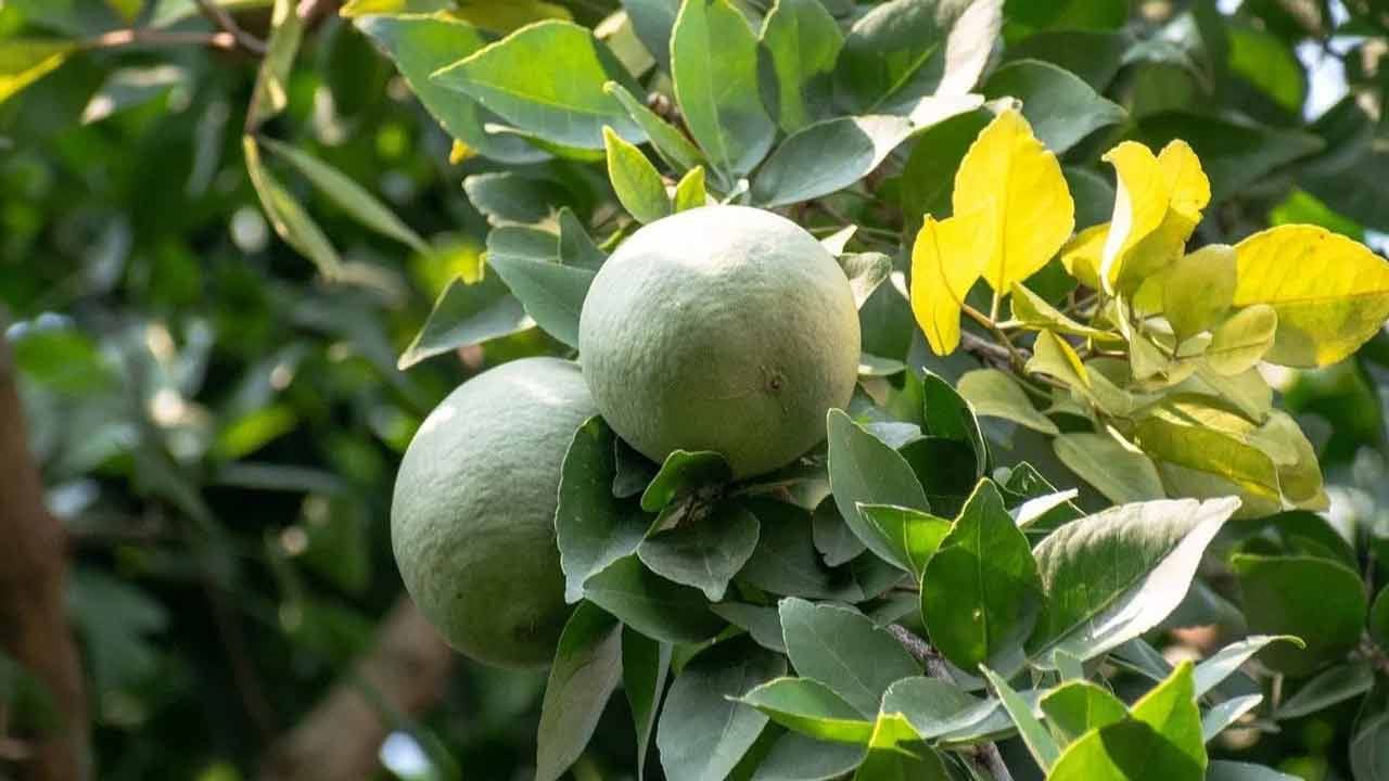 డయాబెటిస్ నయం కానప్పటికీ, దానిని నియంత్రించడం వల్ల దాని సమస్యలను తగ్గించవచ్చు. బేల్ ఆకులు రక్తంలో చక్కెర స్థాయిలను నియంత్రిస్తాయి. అందువల్ల, బేల్ ఆకులను క్రమం తప్పకుండా తీసుకోవడం రోగులకు ప్రయోజనకరంగా ఉంటుంది. కాలానుగుణంగా దీనిని తినండి, కానీ శీతాకాలంలో ఒకటి కంటే ఎక్కువ బేల్ ఆకులను తినకుండా ఉండండి.