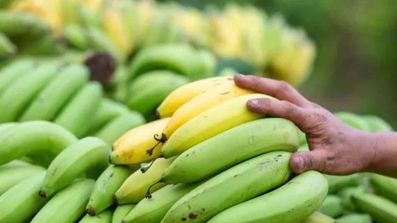 పచ్చి అరటిపండ్లు మధుమేహ వ్యాధిగ్రస్తులకు ఔషధమని తెలిస్తే మీరు ఆశ్చర్యపోతారు. వాటి గ్లైసెమిక్ ఇండెక్స్ తక్కువగా ఉండటం వల్ల, ఇన్సులిన్ హార్మోన్ నెమ్మదిగా విడుదల అవుతుంది. ఇది చక్కెర స్థాయిలను నియంత్రించడంలో సహాయపడుతుంది.